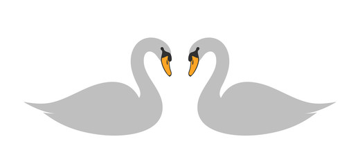 Swan set. Isolated swan on white background