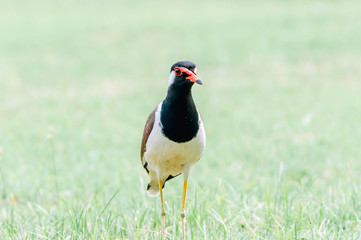 Red-Wattle lapwing , bird