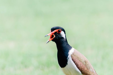 Red-Wattle lapwing , bird
