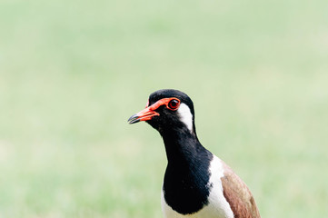 Red-Wattle lapwing , bird