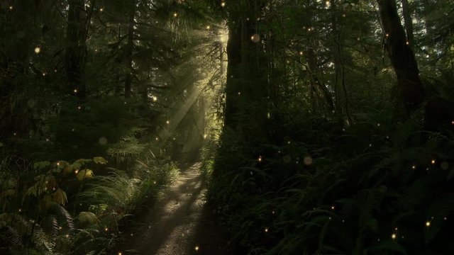 A small path leads through a magical forest.