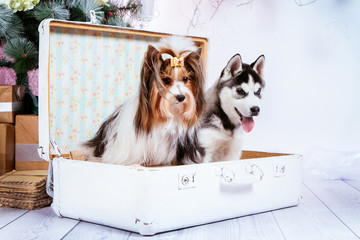 two thoroughbred dogs are sitting in a suitcase on the background of New Year's apartments