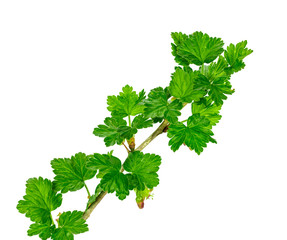 a branch of gooseberries on a white background