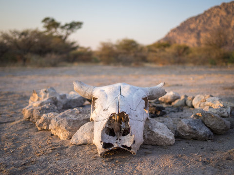White cow skull in front of camp fire rock circle in Kalahari desert of Botswana, Africa