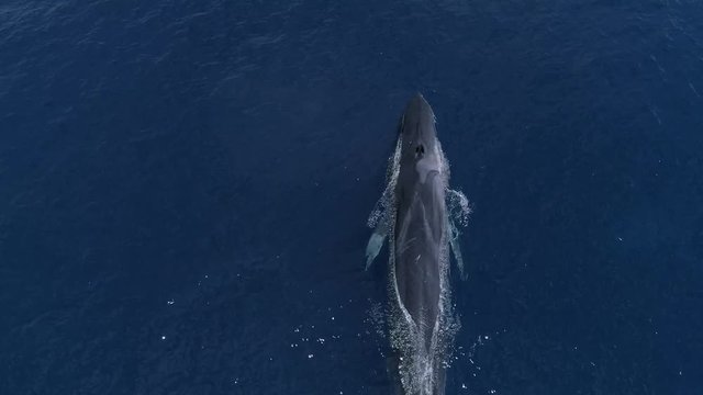Aerial view of fin whale blow and diving down, medium top down shot