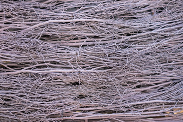 Photo of many gray thin branches.