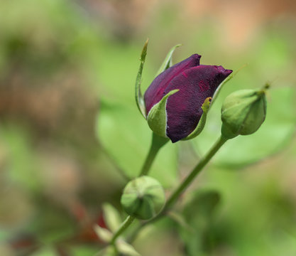 Karag&uuml;l, who grows only in the district of Halfeti of Şanlıurfa in the world, admires people with his color.