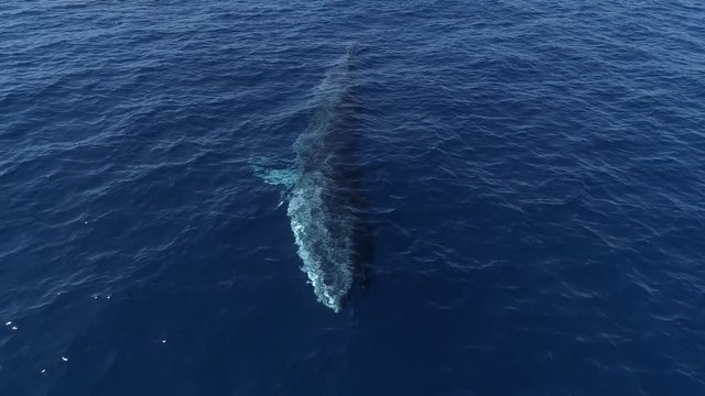 Fin whale surfacing, blow and diving again, close frontal traveling shot