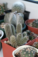 Potted Tavaresia barklyi in succulent collection on window sill