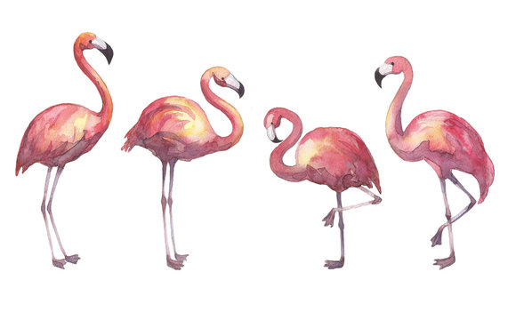 Hand drawn watercolor flamingo isolated