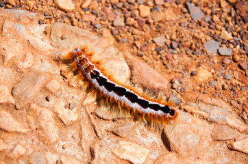 Cape lappet moth caterpillar, South Africa