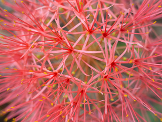 Close up Red Blood lily , Red flower .beautiful.