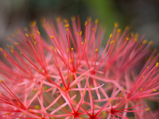 Close up Red Blood lily , Red flower .beautiful.
