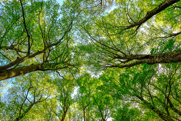 Crown trees in a beech woodland. Green background