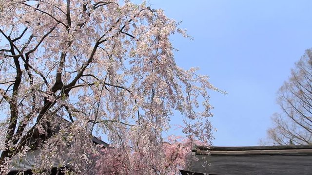 角館　武家屋敷　桜