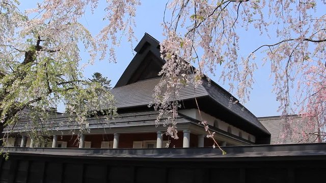 角館　武家屋敷　桜