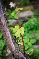 Young grape twig on blurry background.