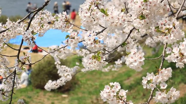 花見客 桜 満開