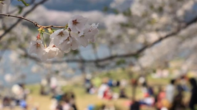 花見客 桜 満開