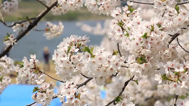 花見客　桜の花　満開　川の土手　宴会