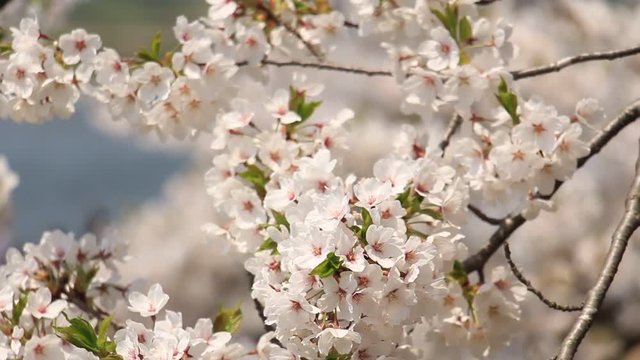 花見客　桜の花　満開　川の土手　宴会