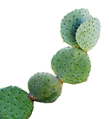 cactus isolated on white background