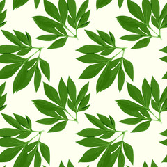 Natural botanical seamless pattern. Green peony leaves on white background. Vector garden illustration.