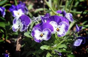 PRETTY PURPLE AND WHITE VIOLETS