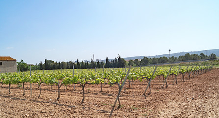 Fototapeta na wymiar Campos de viñedos en el Penedés, Vilafranca del Penedés, Barcelona, Catalunya