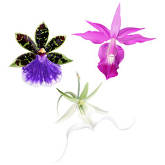 Tropical Orchids - Barkeria, Zygopetalum, Ghost orchid.
Hand drawn, realistic vector illustration of bright pink, purple, green, white colored orchid flowers on white background.
