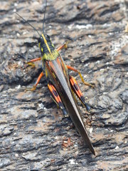 tropische Heuschrecke