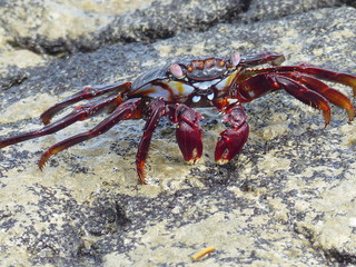 rote Krabbe