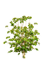 Fototapeta premium big tree