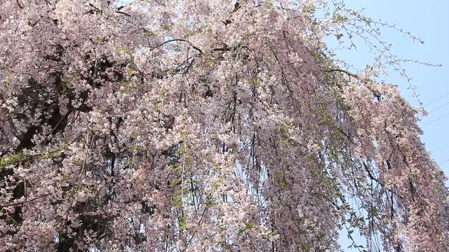 角館　武家屋敷　桜