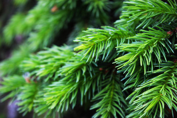 Young fir needles. Background  