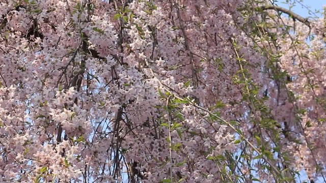 角館　武家屋敷　桜
