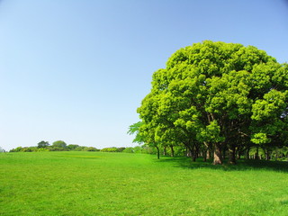 Fototapeta na wymiar 春の水元公園の樟と草原風景