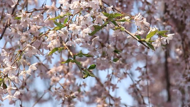 角館　武家屋敷　桜