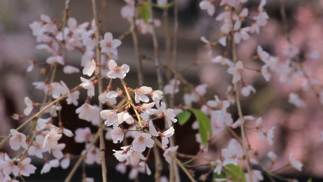 角館　武家屋敷　桜