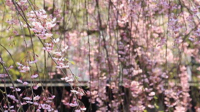 角館　武家屋敷　桜