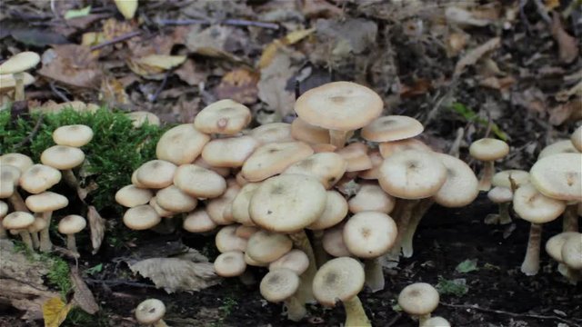 Mushroom Honey Fungus,Autumn in the forest mushrooms honey are authentic food grow