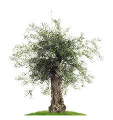 Fototapete Olivenbaum Freisteller Olivenbaum mit Oliven vor weißem Hintergrund  - Olive tree with olives on a white background