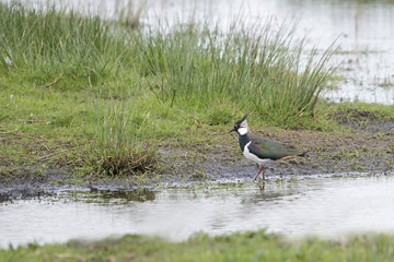 lapwing walking in the water