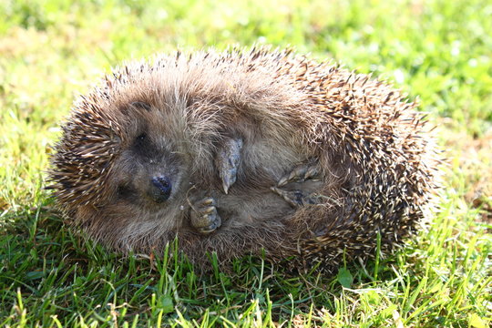 Europ&auml;ischer Igel kugelt sich zusammen, f&uuml;hlt sich bedroht