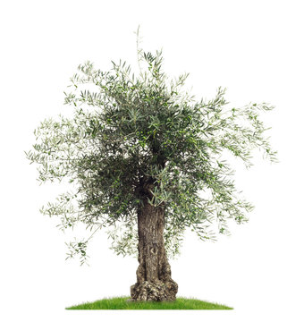 Freisteller Olivenbaum mit Oliven vor weißem Hintergrund  - Olive tree with olives on a white background