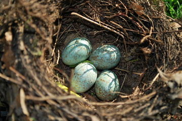 Bird's nest with 4 eggs - obrazy, fototapety, plakaty