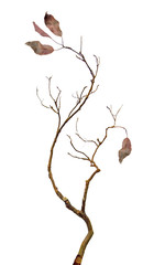 Close up of dry branch