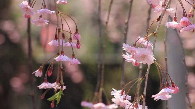 角館　武家屋敷　桜