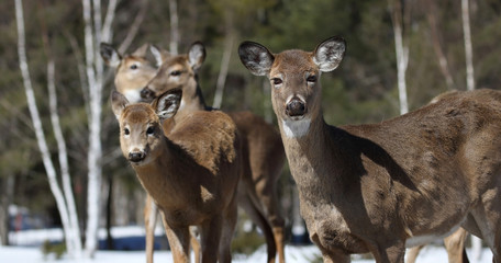 groupe de cerfs