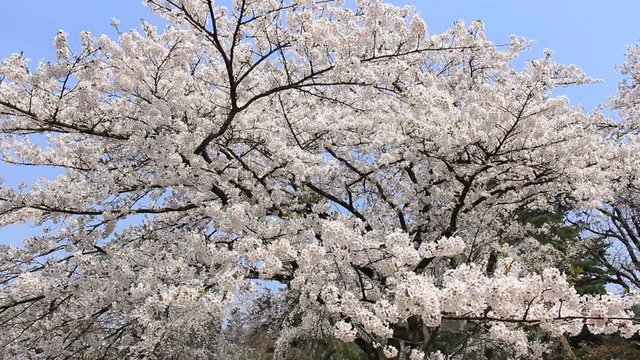 桜 満開 青空